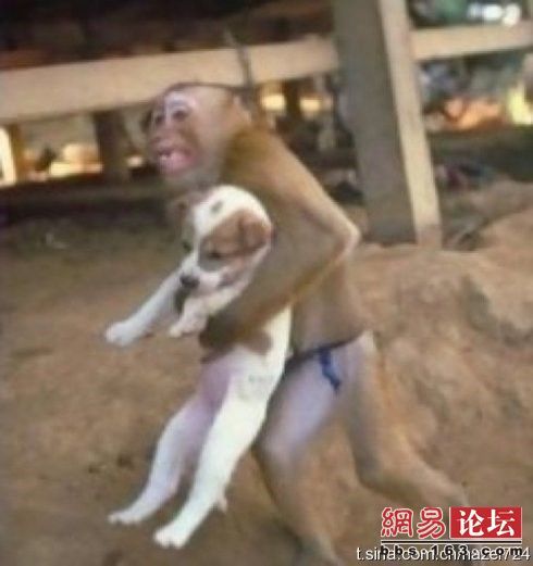 猴子与小狗[图1]