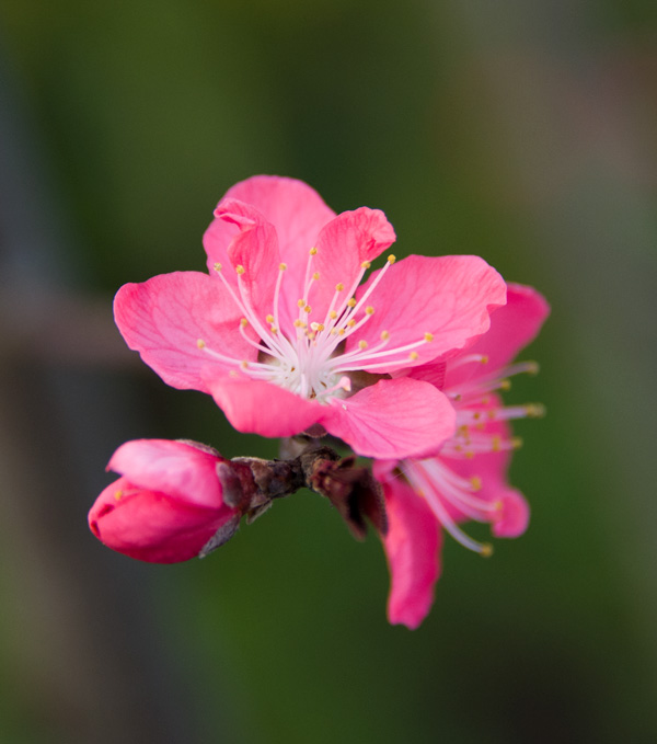 觅春——花[图3]