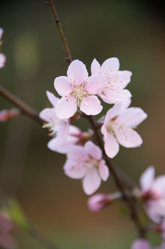 觅春——花[图5]