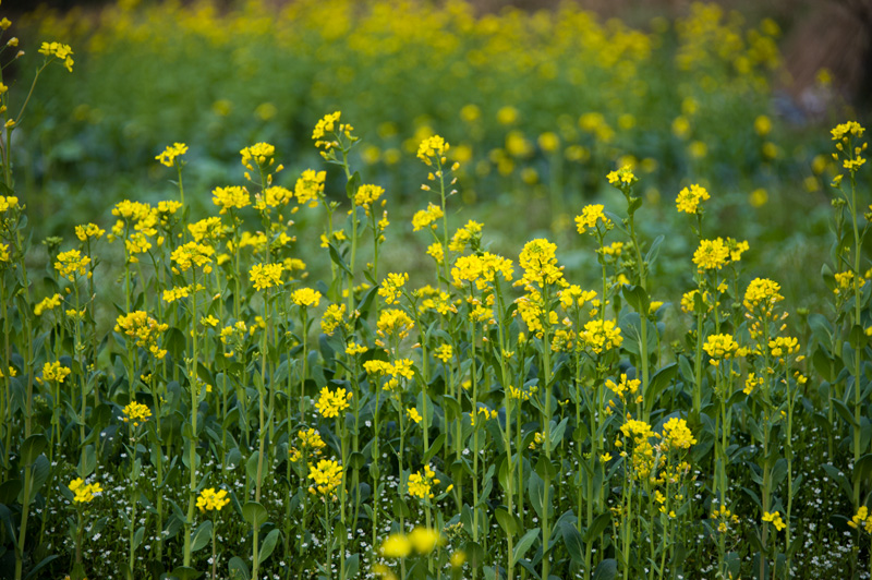 觅春——花[图8]